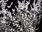 Antoinette Nausikaä, White blossoms, black night, Shizuoka, 2018 | Digital colour print, mounted and framed | 33,5 x 45 cm | Edition 6 + 2 AP