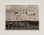 Hans Bol, Untitled 2019-IV, negative 2019, print 2021, from the series 'White Crow' | Platinum-palladium print, framed in passepartout w/ museum glass | Image 15 x 20 cm, frame 34 x 39,5 cm | Also available in 26,2 x 35 cm | Ed. 3 + 1 AP