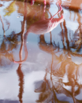 Anastasia Samoylova, Flamingo Reflection, 2018, from the series Floridas | Archival Pigment Print or Dye-Sublimation Print on Metal | 100 x 80 cm, 127 x 100 cm | ed. 5 + 2 AP