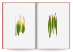 Anne Geene, publication Book of Plants
