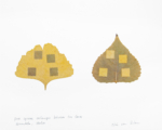 Milah van Zuilen, Four square exchanges between two leaves, Nonantola, Italia, 2022, from the series Fieldwork | Dried leaves, museum board | 20 x 25 cm | Unique