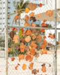 Anastasia Samoylova, Wind, Miami Beach 2020, from the series Floridas | Archival Pigment Print or Dye-Sublimation Print on Metal | 100 x 80 cm, 127 x 100 cm | ed. 5 + 2 AP