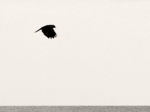 Hans Bol, Untitled 2004-I, negative 2004, print 2021, from the series 'White Crow' | Platinum-palladium print, framed in passepartout w/ museum glass | Image 15 x 20 cm, frame 39,5 x 34 cm | Ed. 3 + 1 AP