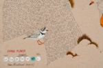 Manjot Kaur, Vasakasajja and Piping Plover, part of a diptych with Hybrid Being 10, detail, 2023