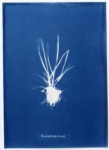 Anne Geene, Boomklokstraat, 2023 | Cyanotype | 21 x 15 cm | Edition of 2 (each work is unique)
