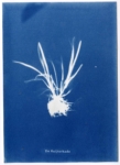 Anne Geene, De Ruijterkade, 2023 | Cyanotype | 21 x 15 cm | Edition of 2 (each work is unique)