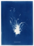 Anne Geene, Fortuinstraat, 2023 | Cyanotype | 21 x 15 cm | Edition of 2 (each work is unique)