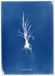Anne Geene, Jacob Oliepad, 2023 | Cyanotype | 21 x 15 cm | Edition of 2 (each work is unique)