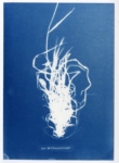 Anne Geene, Jan Witheynstraat, 2023 | Cyanotype | 21 x 15 cm | Edition of 2 (each work is unique)
