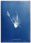 Anne Geene, Korte Marnixstraat, 2023 | Cyanotype | 21 x 15 cm | Edition of 2 (each work is unique)